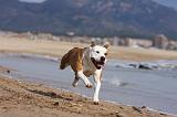 AMSTAFF ADULT 183
